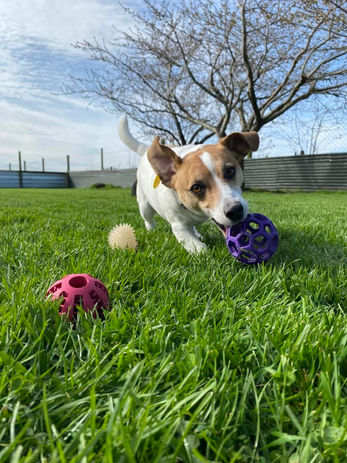 A Jack Russell Terrier puppy playing with a purple ball on a lush green lawn, enjoying the outdoors.