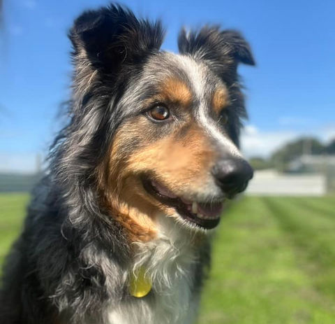 An Australian Shepherd with a thick, shiny coat and a yellow tag, sitting on green grass under a blue sky.