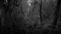 murmur_image_01-photojanlocuscomjpg