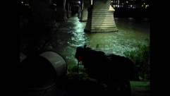 saxifraga_quatro_noites_brancas_image_04