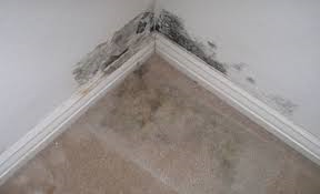Moldy wall corner with black patches on white walls and beige carpet, creating a damp, deteriorating atmosphere.