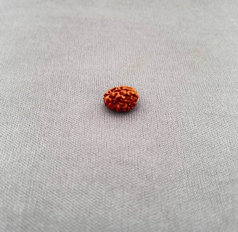 Thumbnail: 3 Mukhi Rudraksha Indonesia