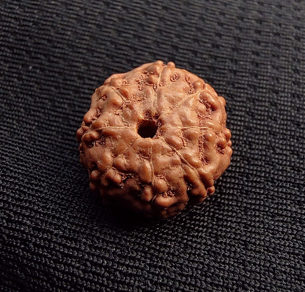 Thumbnail: 8 Mukhi Rudraksha (Indonesia) with Lab Certificate Size 10mm - 21mm