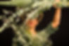corpoferenda-18.jpg