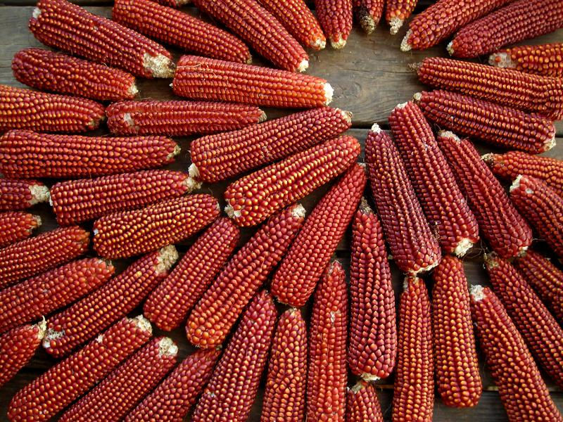 Floriani Red Flint - Flint Corn
