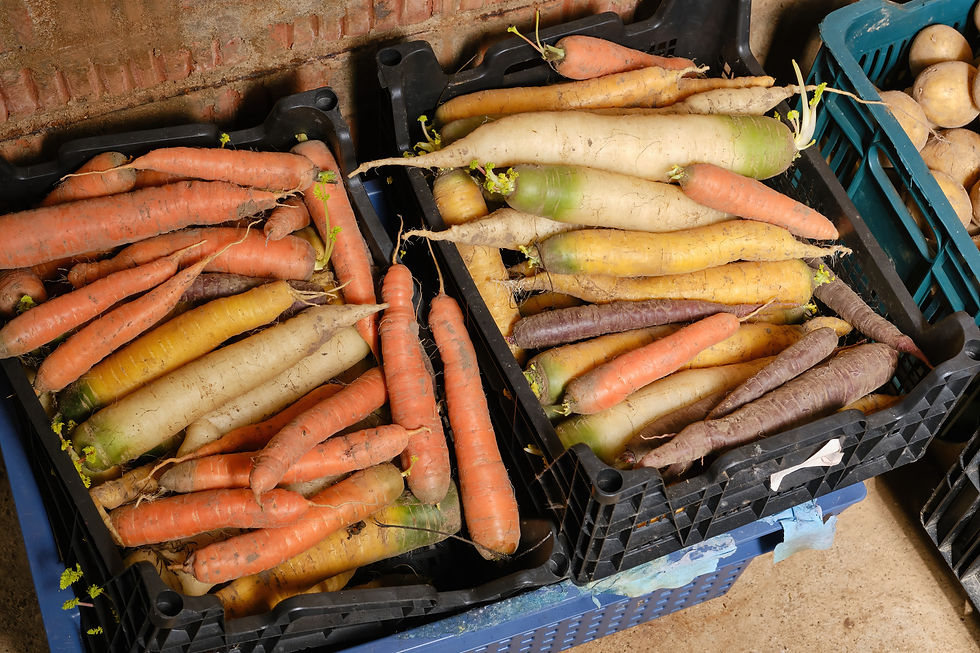 Crates of multicolored carrots and radishes stacked against a brick wall in a rustic storage area.