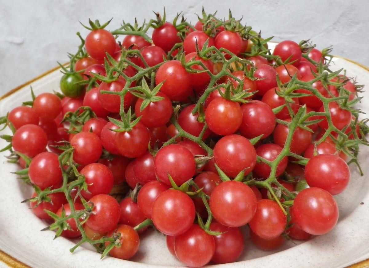 Everglades Cherry Tomato