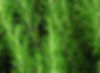 Rosemary