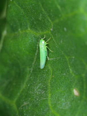 Insect and Bug Guide: Leafhopper