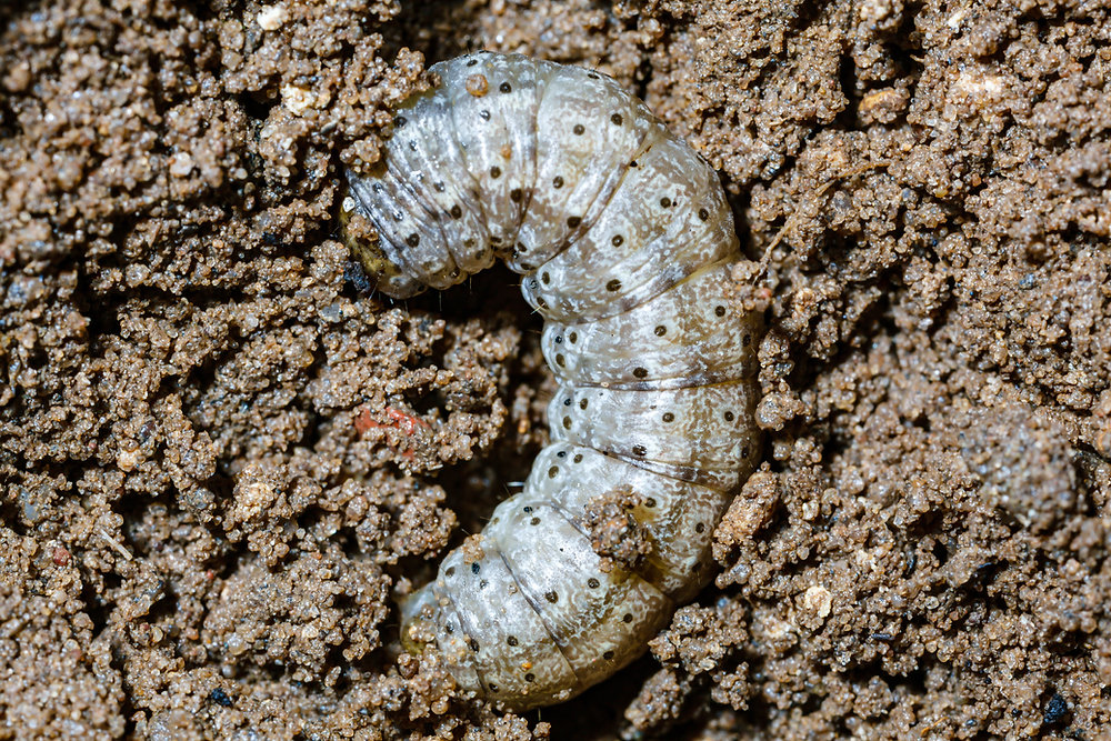 Insect and Bug Guide: Cutworm
