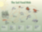 Image Credit: Soil Food Web Elaine R. Ingram, USDA