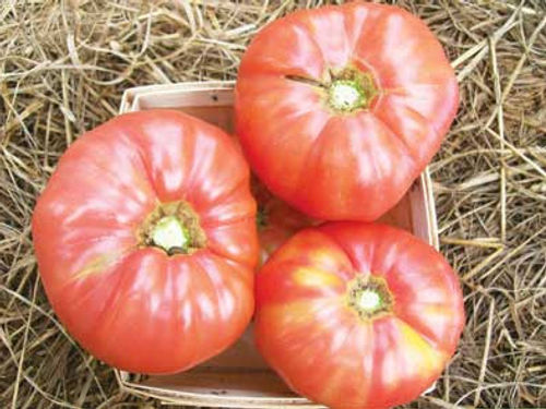 Granny Cantrell’s German Red/ Pink Tomato, 0.16 g