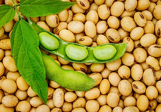 Soy bean mature seeds with immature soybeans in the pod. Soy bean, close up. Open green so