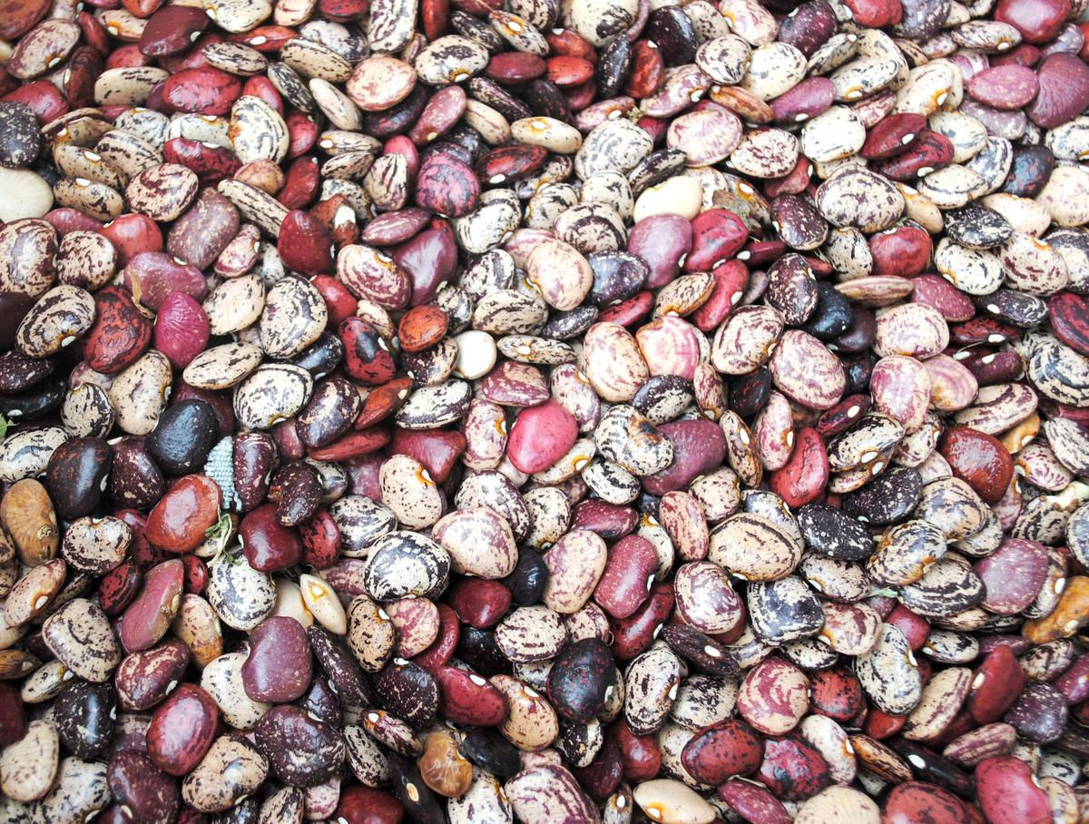 Violet’s Multicolored Butterbeans Pole Lima Bean