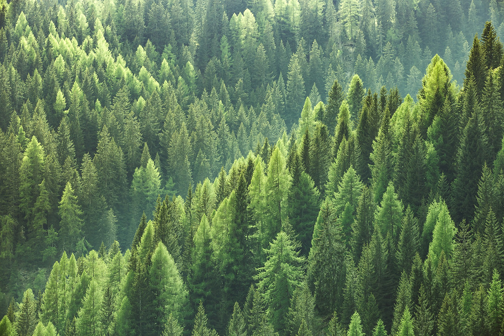 A sustainable forest