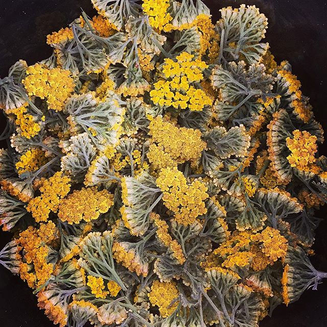 Thumbnail: Lavender-Yarrow Salve