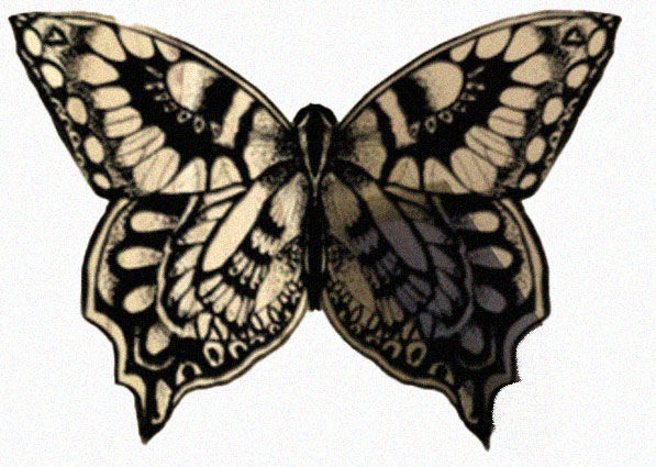 butterfly
