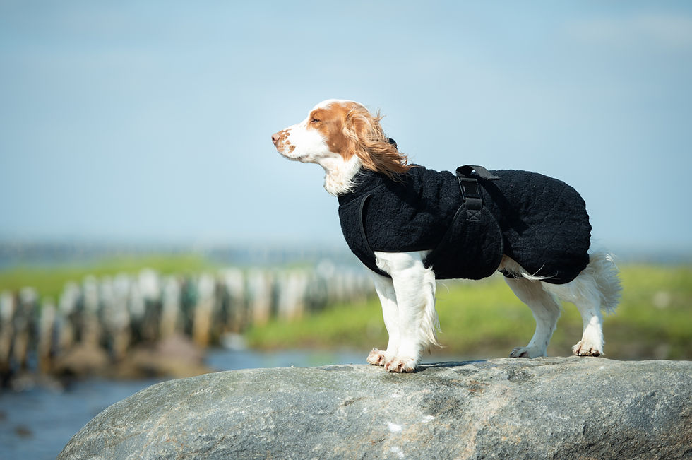 Thumbnail: Siccaro Smart Dog Drying Robe