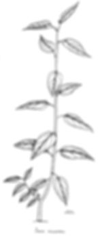 Trema micrantha