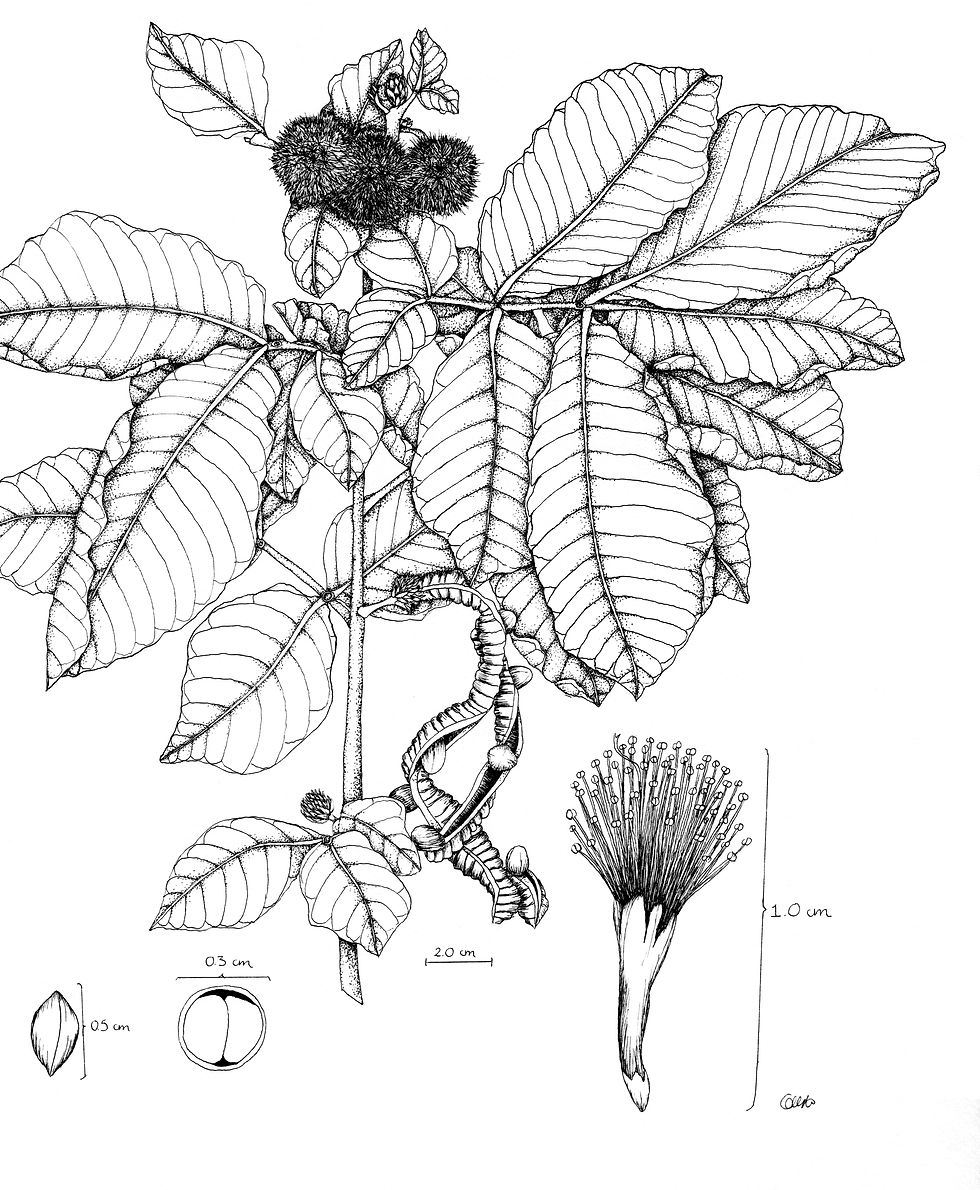 Cojoba_rufescens