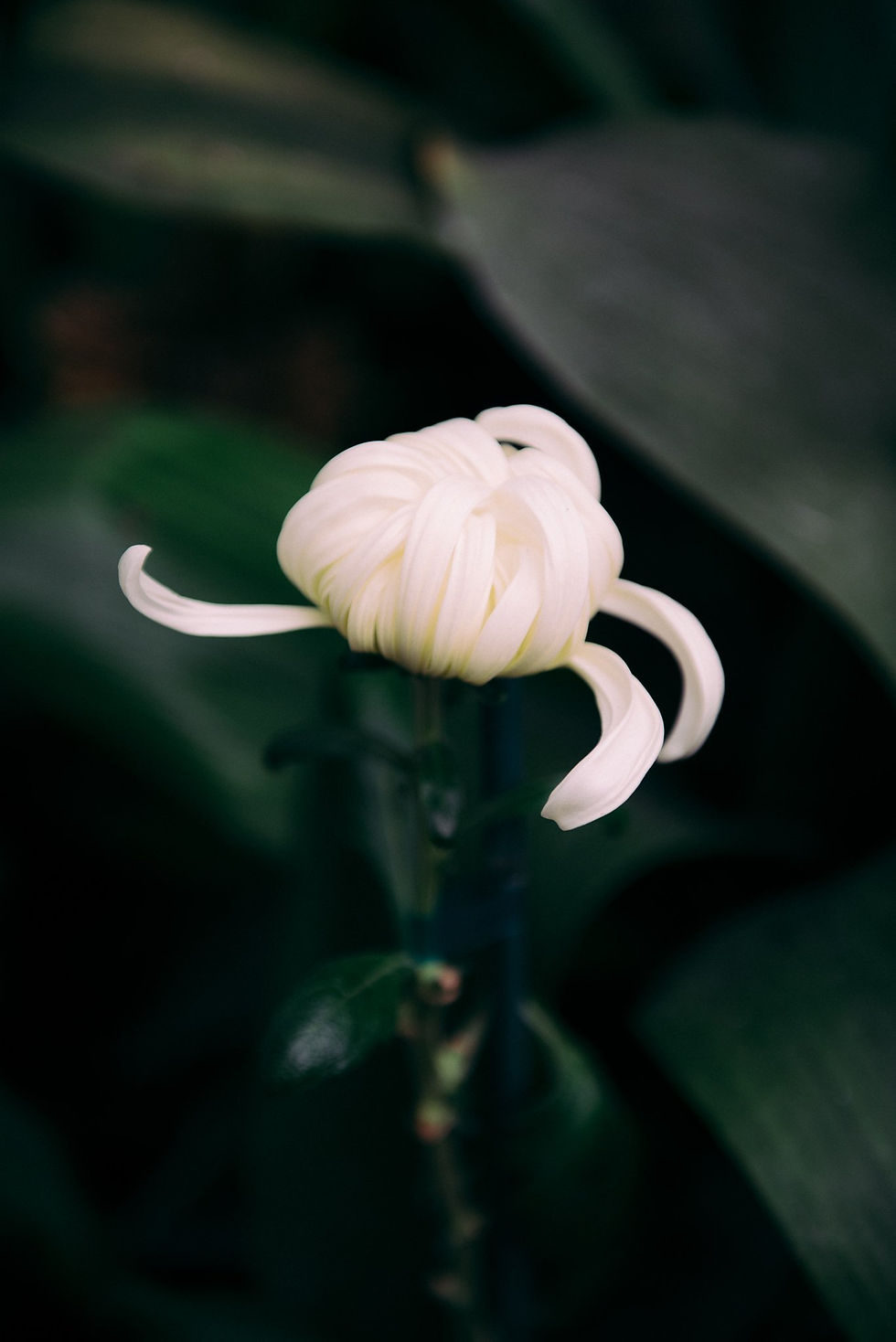 Pink Poppy Flowers