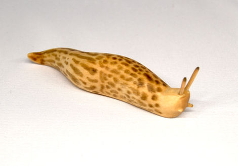 Leopard Slug