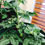 Thumbnail: Dwarf Tomato - Venus