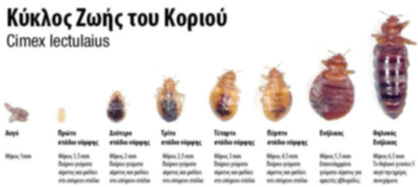 kyklos-koriou.jpg
