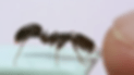 ILTNuAr.gif