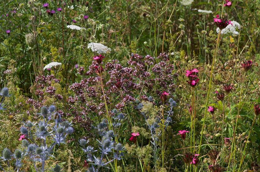 sea holly.jpg