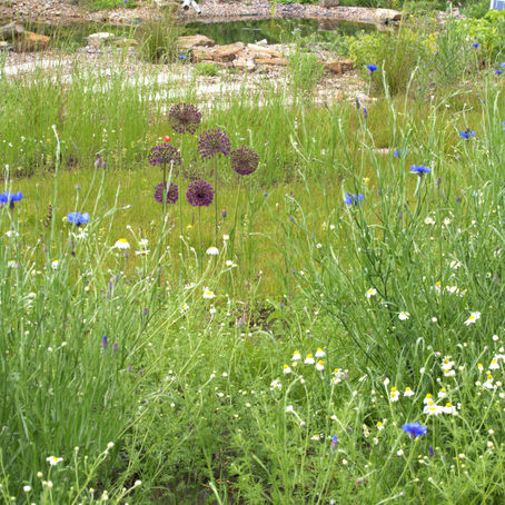 Designing Your Rewilded Garden: Bringing Nature Back to Your Garden