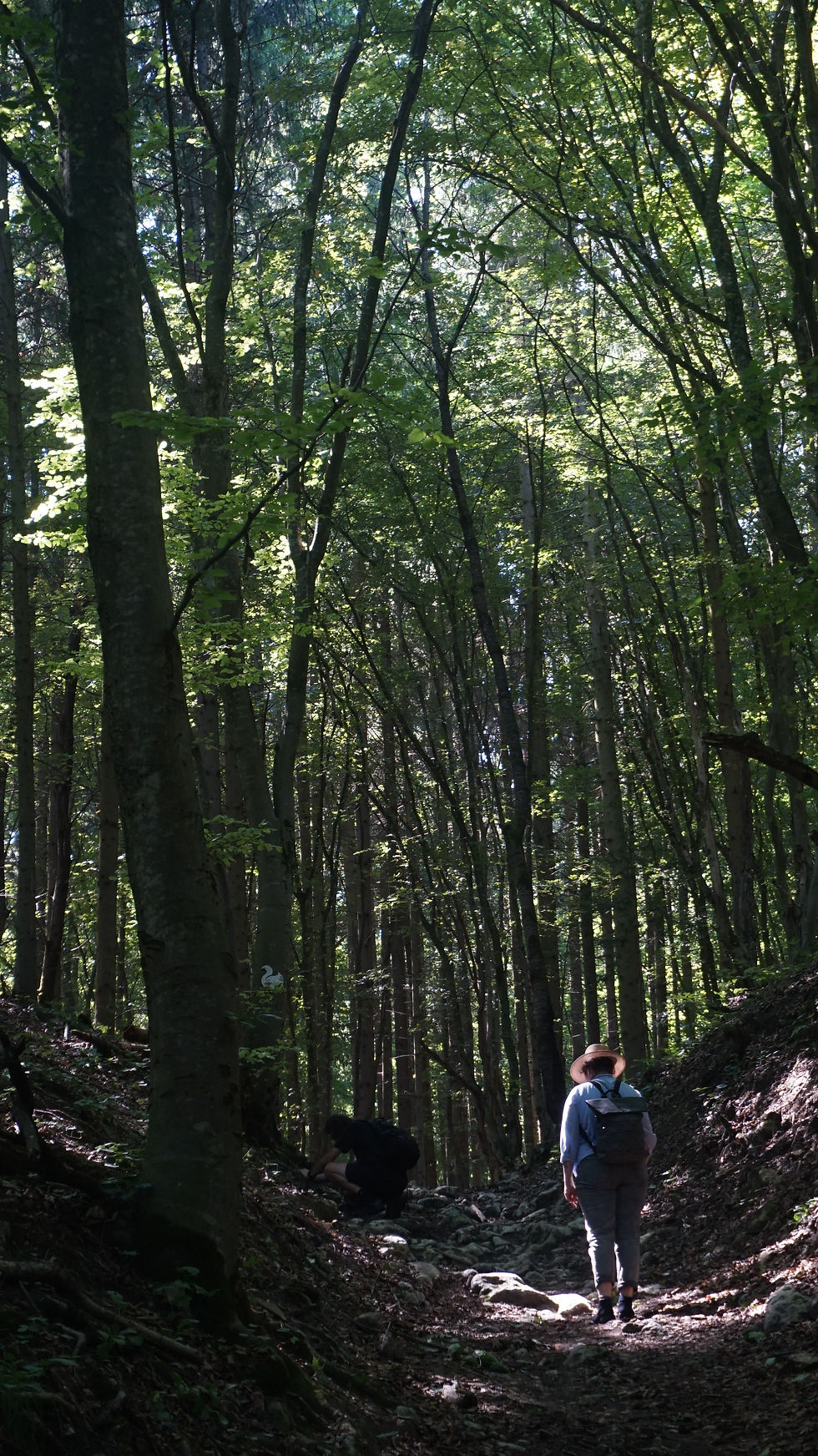 Încetinește Pasul - Forest Therapy 08
