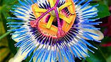 Les passiflores
