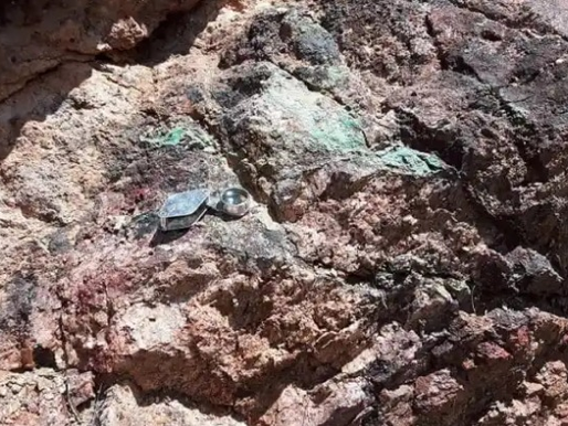 Tocvan Ventures reinicia la perforación en el proyecto de oro y plata Pilar en Sonora