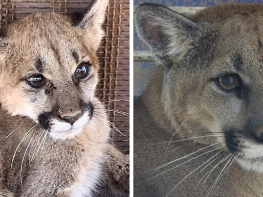 Salvan a puma Nala en mina Cerro Prieto