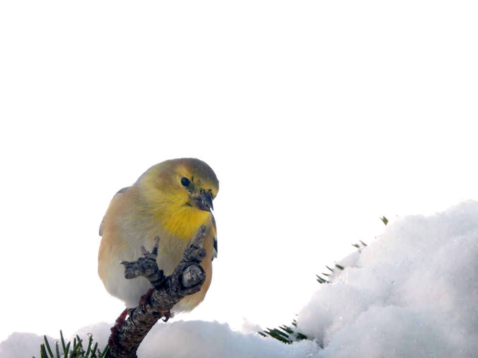 American Goldfinch 8