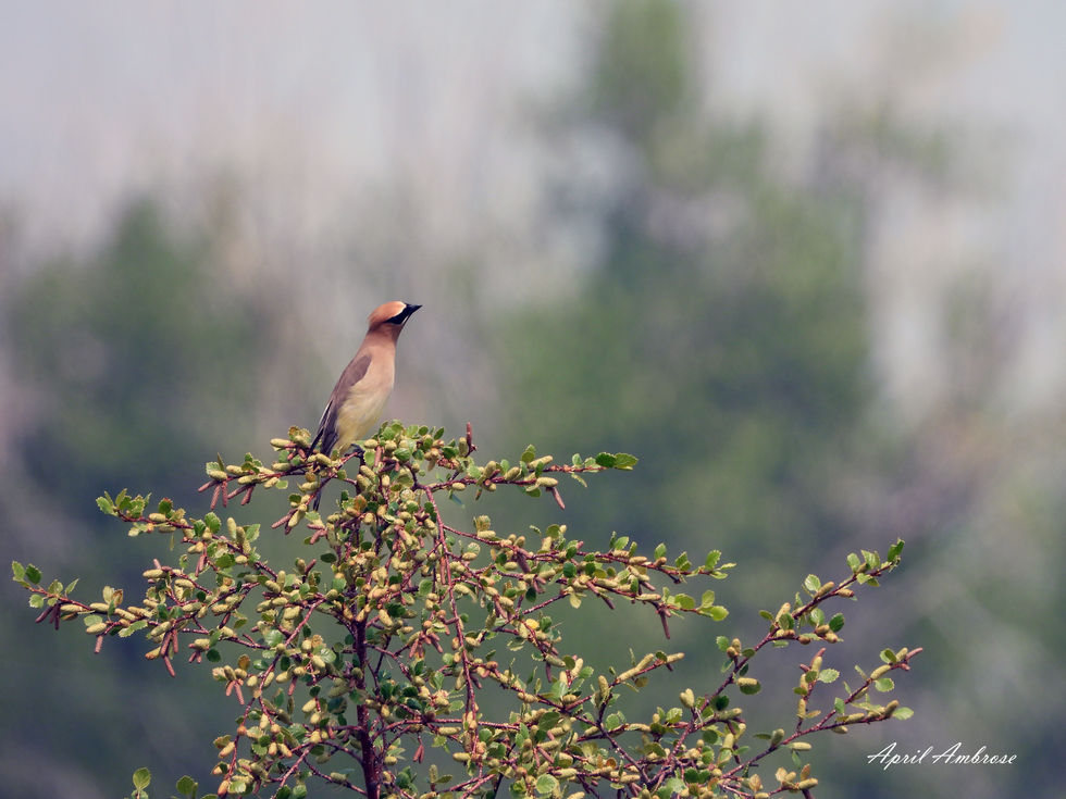 Cedar Waxwing