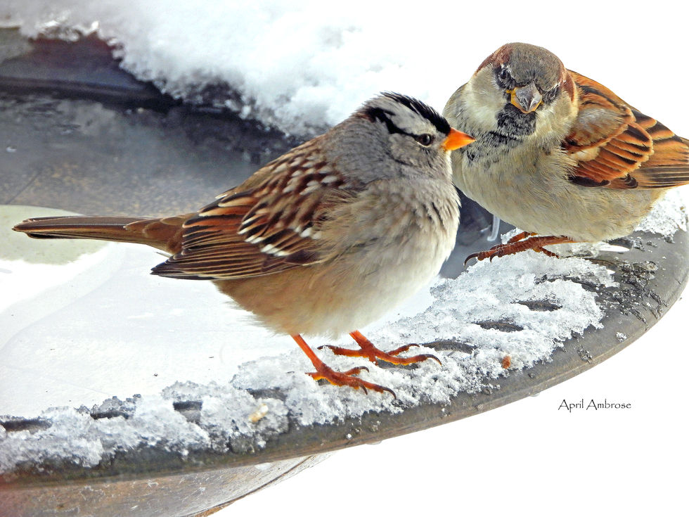 White-crowned sparrow and Black-chinned sparrow