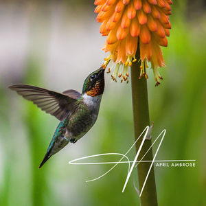 September 2023 Exhibit-Jensen Ringmakers & Gallery