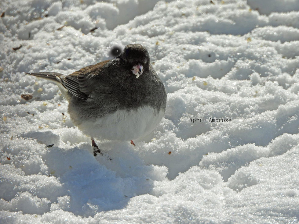 Dark-eyed  Junco