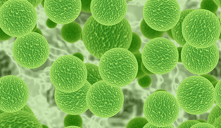 chlorophyl.jpg