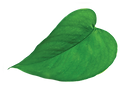 NP_heart_green_leaf-web.png