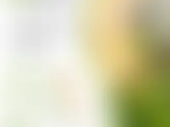 Premium Natural Supplements for Dogs & Cats – Organimal.nl