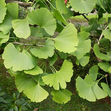 ginkgo-biloba-tree-p384-1365_medium.jpg