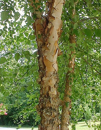 RiverBirch-2.jpg