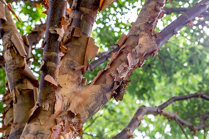 growing-the-paperbark-maple-acer-griseum