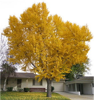 ginkgo-biloba-tree-fall.jpg