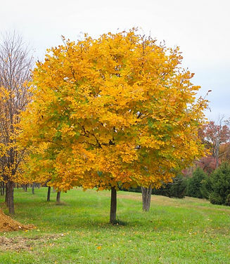 Yellowwood-4-513x590.jpg