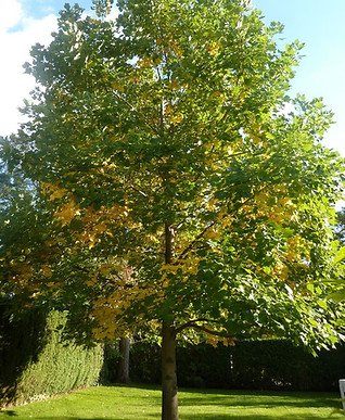 tulip-poplar-tree.jpg