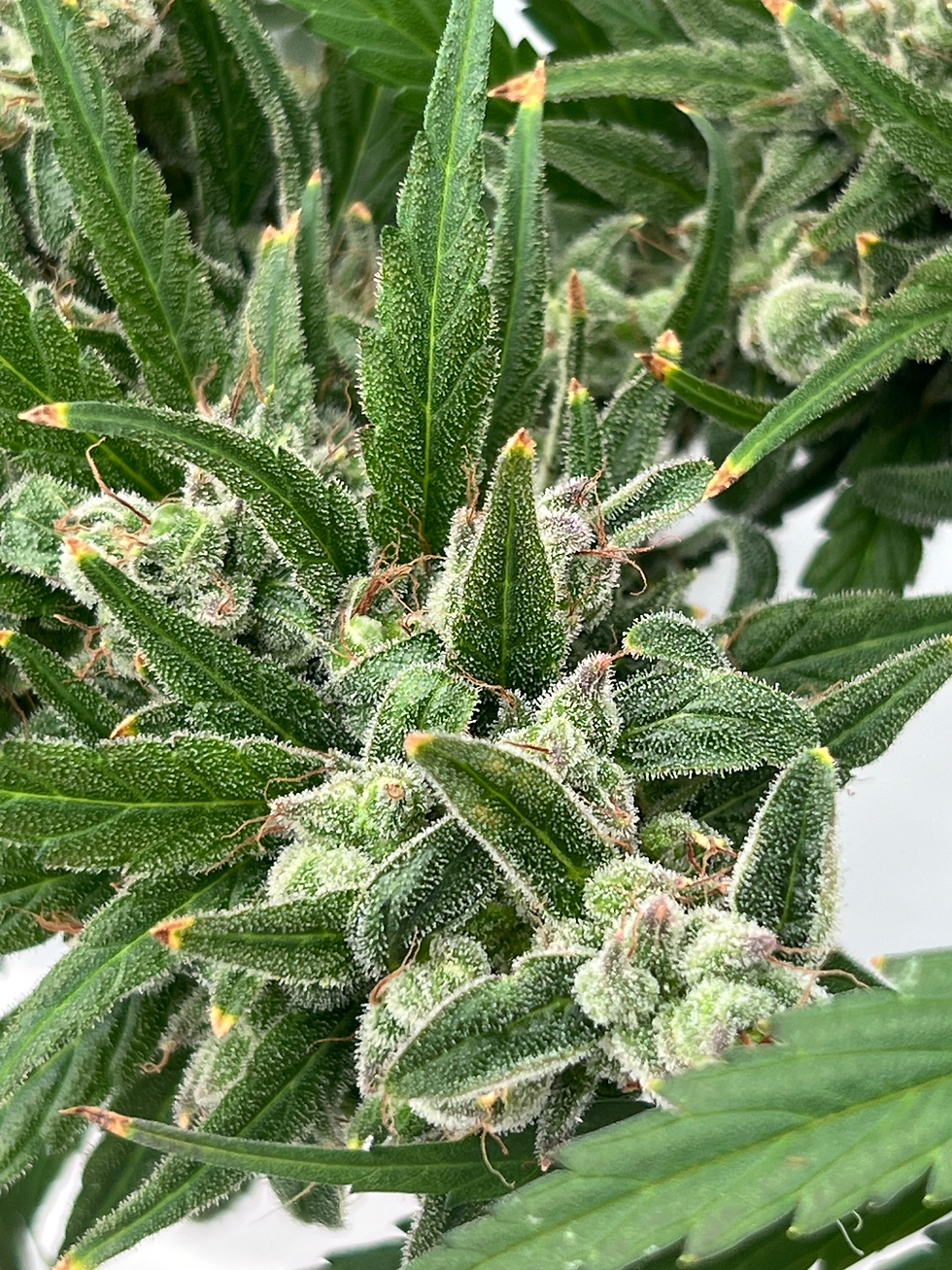 Cannabis